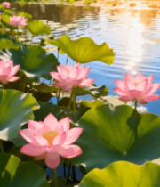 荷塘荷花盛开美景853#横屏 