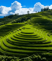 航拍绿色梯田景观823#横屏 