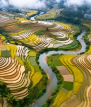 航拍金色梯田云雾缭绕819#横屏 