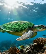 海龟畅游绚丽珊瑚礁777#横屏 