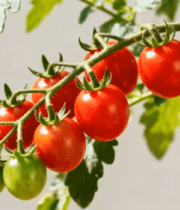 挂满枝头的红色小番茄736#横屏 