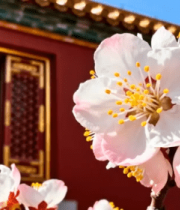 故宫红墙下的盛开杏花724#横屏 