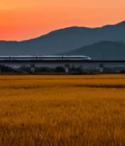 高铁穿行金色稻田日落565#横屏 