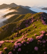 高山云海映山花563#横屏 