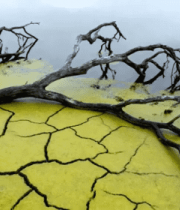 干裂土地枯树枝特写549#横屏 