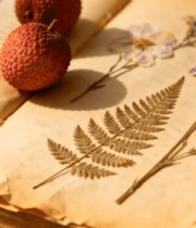 复古书页与干花静物534#横屏 