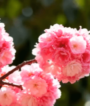 粉色樱花特写镜头510#横屏 