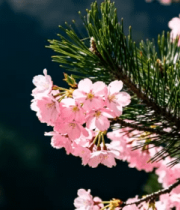 粉色樱花枝特写511#横屏 