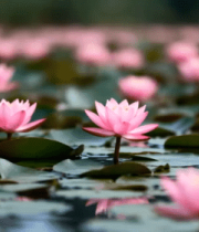 粉色荷花池风景503#横屏 