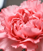 粉康乃馨特写镜头495#横屏 