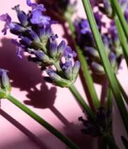 粉色背景薰衣草特写500#横屏 