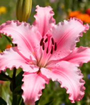 粉色百合花特写499#横屏 