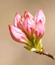 粉色大丽花特写镜头501#横屏 