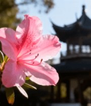 粉花映衬古亭春景494#横屏 