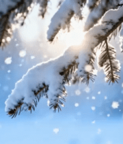 冬日雪落松枝美景439#横屏 