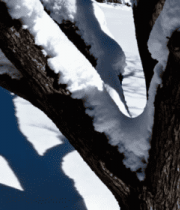 冬日雪枝积雪滑落441#横屏 