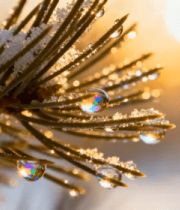 冬日松枝冰晶特写425#横屏 