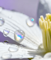 带露白花特写镜头368#横屏 