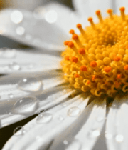 带露雏菊特写镜头369#横屏 