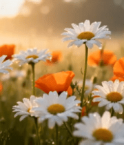 晨曦中的野花绽放230#横屏 