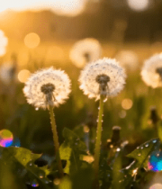 晨曦中的蒲公英绽放228#横屏 