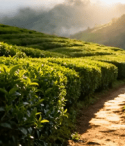 晨曦中的茶园风光221#横屏 