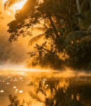 晨曦森林湖泊雾气弥漫209#横屏 