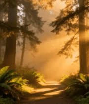 晨曦森林阳光光束211#横屏 