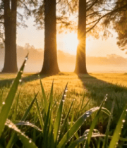 晨曦树林阳光草地213#横屏 
