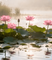 晨曦荷塘雾中花207#横屏 