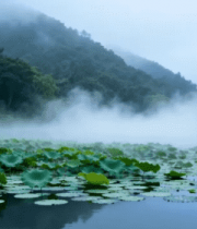 晨雾荷塘山水景200#横屏 