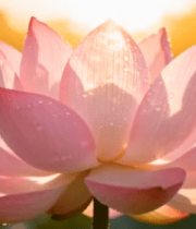 晨光中的粉莲绽放191#横屏 