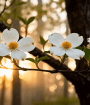 晨光中的白色花朵189#横屏 