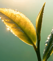 晨光下的茶叶露珠特写187#横屏 