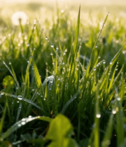 晨光草地蒲公英特写184#横屏 