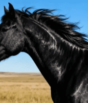 草原上的黑色骏马134#横屏 