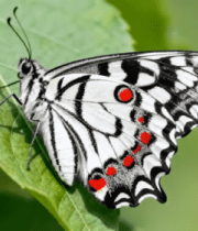 彩蝶停驻绿叶特写92#横屏 