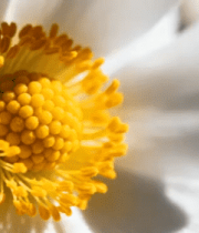 白色花朵特写镜头32#横屏 