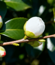 白茶花绽放特写19#横屏 