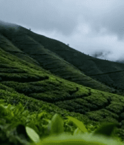 云雾缭绕的茶山自然风光12314#横屏 