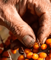 老人采摘沙棘果特写1128#横屏 