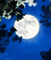 月夜下树林中的满月景象8078#横屏 