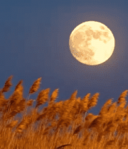 月下摇曳的芦苇1187#横屏 