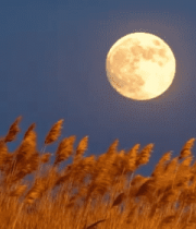 月下摇曳的芦苇1187#横屏 