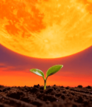 月下新生植物特写素材11168#横屏 