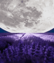 月下薰衣草花田夜景1084#横屏 