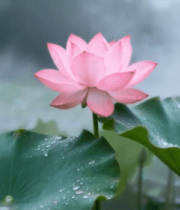 雨中带水珠的盛开荷花(2)13854#横屏 