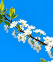 	 蓝天背景下绽放的白色花朵14197#横屏 