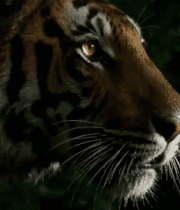 老虎近景特写素材909#横屏 