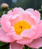 雨中绽放的粉色牡丹花4405#横屏 